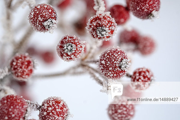 Rote Beeren der Gemeine Stechpalme  Ilex aquifolium im Winter  frostbedeckt