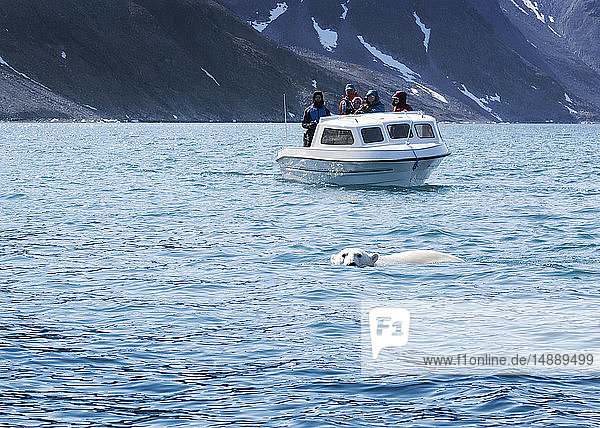 Grönland  Sermersooq  Kulusuk  Ikateq-Fjord  Menschen auf dem Boot beim Eisbären beobachten