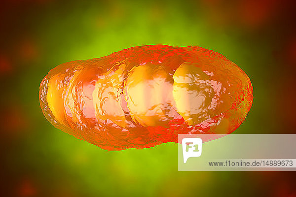 3D-gerenderte Illustration  Visualisierung eines Mitochondriums  Organelle