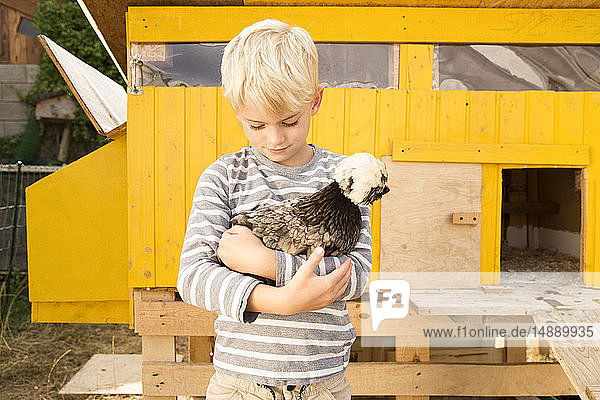 Junge hält polnisches Huhn im Hühnerstall im Garten