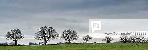 UK Gloucester Chipping Sodbury Cotswold Way kahle Bäume und Feld