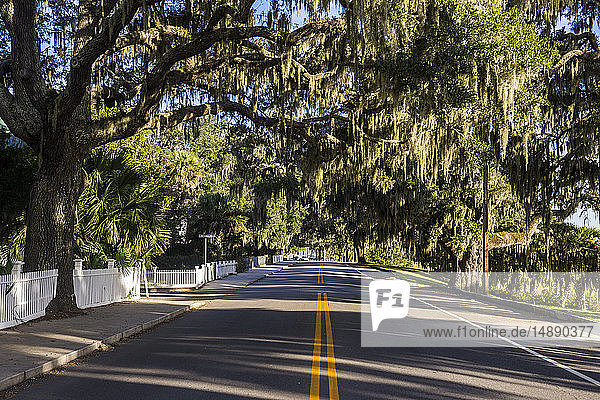 USA  South Carolina  Beaufort  Oak tree alley