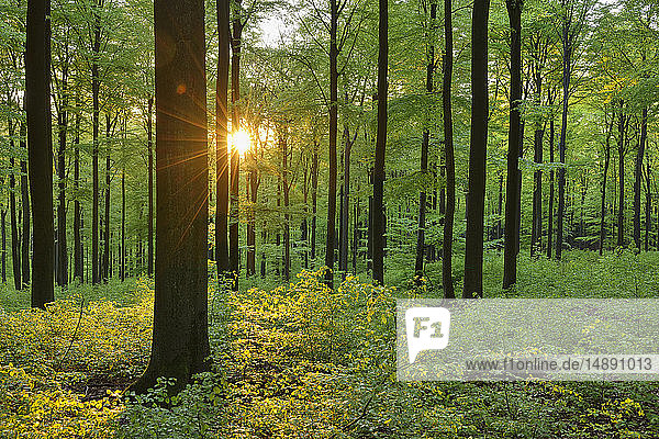 Grüner Wald im Frühling mit Sonne und Sonnenstrahlen  Westerwald  Rheinland-Pfalz  Deutschland