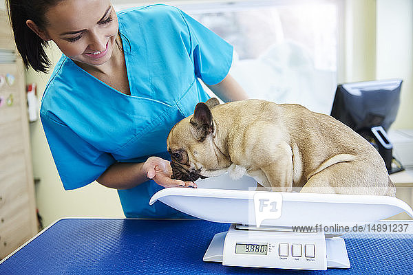 Tierärztin beim Wiegen eines kleinen Hundes auf einer Waage in der Tierarztpraxis