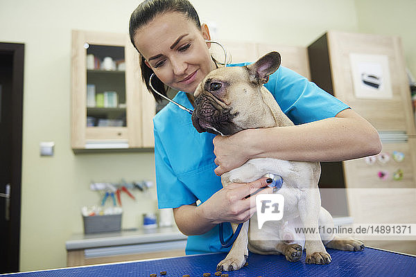 Female veterinarian examining dog with stethoscope in veterinary surgery