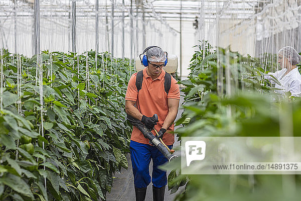 Junger Mann arbeitet im Gewächshaus und besprüht Pflanzen mit Dünger