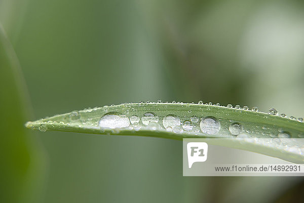 Wassertropfen auf Blatt