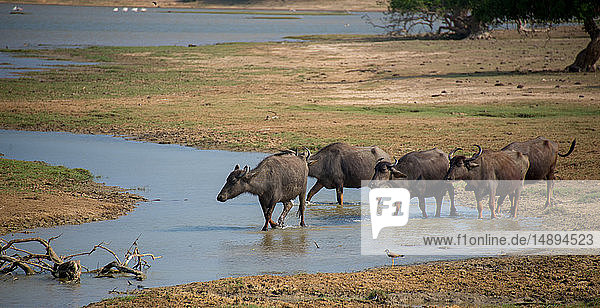 Asien  Sri Lanka  Yala-Nationalpark  Wilder Wasserbüffel  Bubalus bubalis