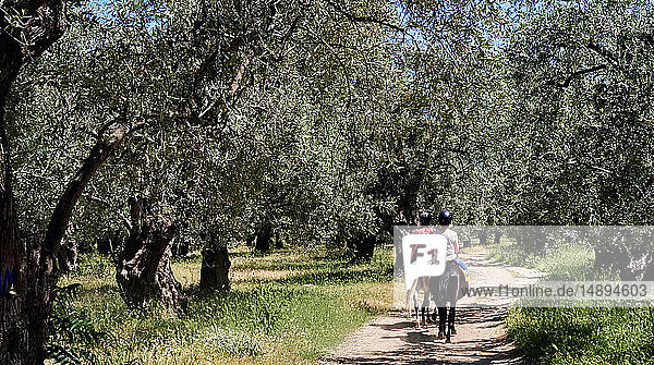 Reiterin auf einem Olivenfeld  Europa  Griechenland  Provinz Thessalien  Bezirk Magnesia  Halbinsel Pelion  Pagasitikos  Golf  Gebiet Koropi  Pferd  Reiter  Olivenbaum