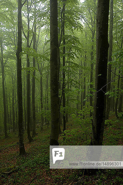 Slowenien  Tarnova Wald  Fagus sylvatica  Buche  Holz