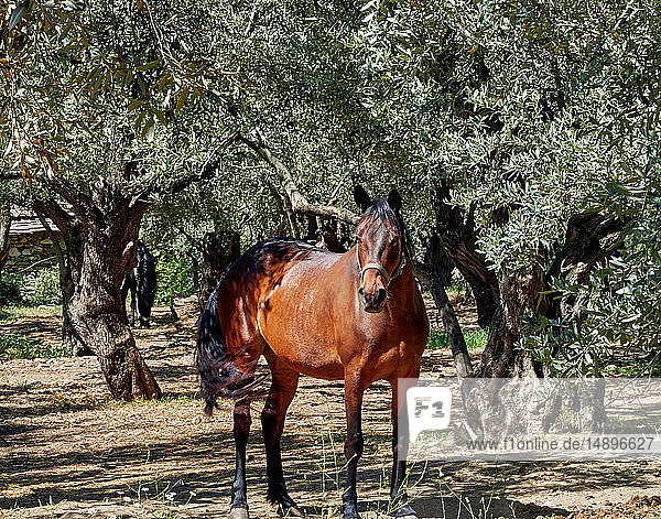 Europa  Griechenland  Provinz Thessalien  Bezirk Magnesia  Halbinsel Pelion  Golf von Pagasitikos  Gebiet Koropi  Pferde grasen in einem Olivenhain