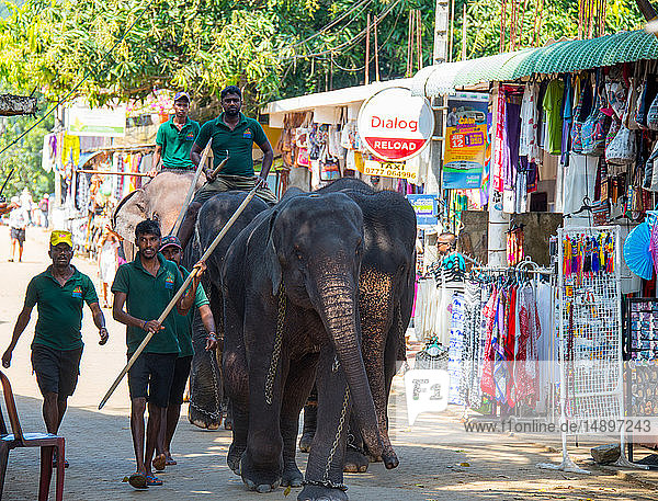 Asia  Sri Lanka  Pinnawala Elephant Orphanage