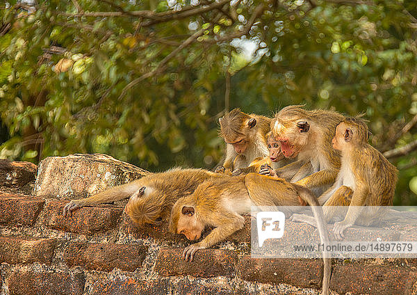 Asien  Sri Lanka  Mihintale  Toque Macaque  macaca sinica