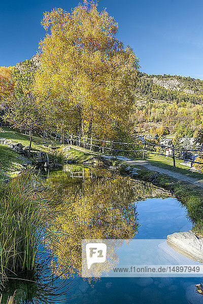 Italien  Aostatal  Introd  Hänge-Birke (Betula pendula) im Herbst  Spiegelung in einem Teich