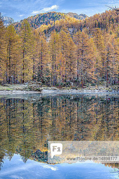 Italien  Aostatal  Rhemes-Tal  Alpensee Pellaud  Europäischer Lärchenwald im Herbst (Larix decidua)