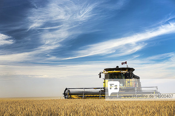 Combine harvesting a golden wheat field with blue sky and cloud; Beiseker  Alberta  Canada