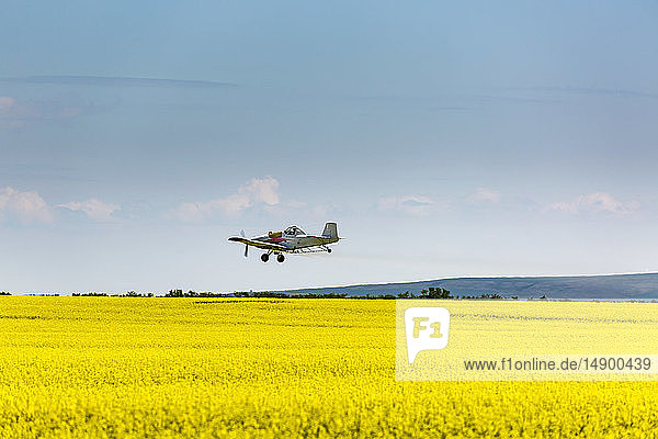 Sprühflugzeug beim Besprühen eines blühenden Rapsfeldes mit blauem Himmel und Wolken; Beiseker  Alberta  Kanada