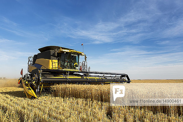 Combine harvesting a golden wheat field; Beiseker  Alberta  Canada