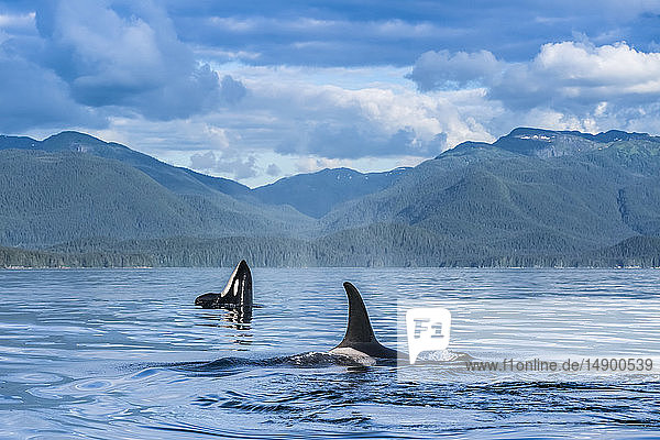 Orcas (Orcinus orca)  auch bekannt als Killerwale  tauchen in der Chatham Strait auf  im Hintergrund der Spy Hop  Inside Passage; Alaska  Vereinigte Staaten von Amerika