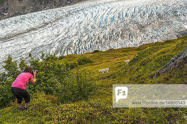 Woman photographs mountain goats (Oreamnos americanus) next to the Exit Glacier at Harding Icefield Trail Kenai Fjords National Park near Seward South-central Alaska; Alaska United States of America