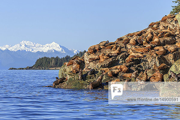 Steller sea lion (Eumetopias jubatus) hauled out on rocky shore in Lynn Canal Inside Passage Southeast Alaska; Alaska United States of America