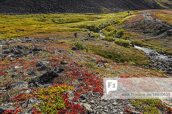 Man and woman backpacking on the tundra with a dog on the Kesugi Ridge Trail  Denali State Park  South-central Alaska; Alaska  United States of America