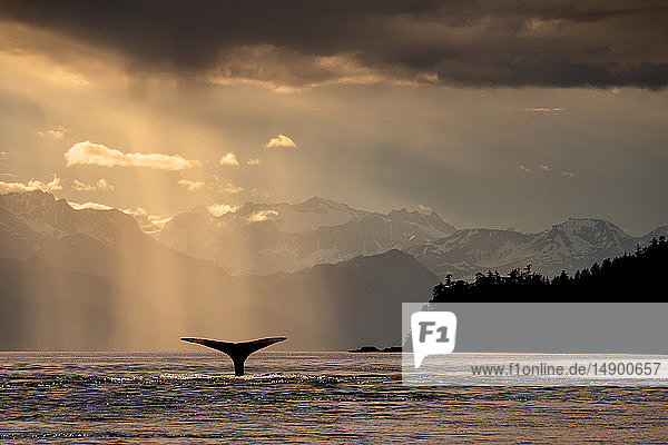 Humpback whale (Megaptera novaeangliae) lifts its flukes as it feeds in Lynn Canal at sunset Southeast Alaska; Alaska United States of America