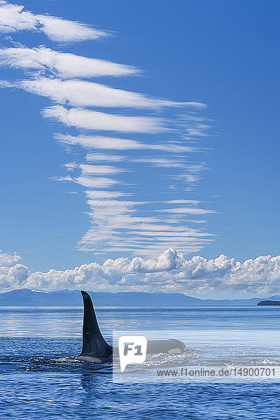 Ein Orca (Orcinus orca)  auch bekannt als Killerwal  taucht an einem Sommernachmittag im Lynn Canal auf. Die große Rückenflosse weist ihn als ausgewachsenes Männchen aus  Inside Passage; Juneau  Alaska  Vereinigte Staaten von Amerika