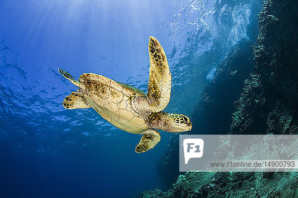 Eine junge Grüne Meeresschildkröte (Chelonia mydas) schwimmt nach einer Pause an der Oberfläche zum Riff hinunter; Makena  Maui  Hawaii  Vereinigte Staaten von Amerika