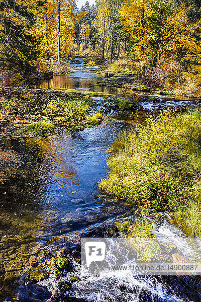 Farbenfrohes Herbstlaub entlang des Trout Lake Creek  Mount Adams Recreation Area; Washington  Vereinigte Staaten von Amerika