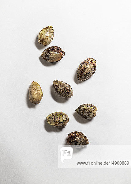 Cannabis plant seeds on a white background
