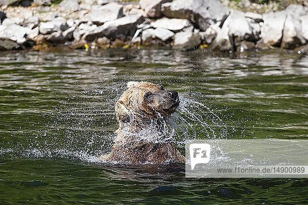 Grizzlybär (Ursus arctos horribilus) beim Planschen im Taku River; Atlin  British Columbia  Kanada