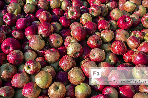 Fresh picked honeycrisp apples in a crate; Annapolis Valley  Nova Scotia  Canada
