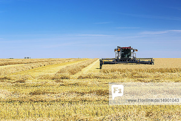 Swather cutting a golden barley field with blue sky; Beiseker  Alberta  Canada