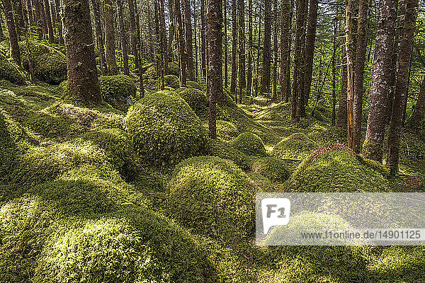 Alter Wald mit Sitka-Fichte (Picea sitchensis) und Hemlocktanne (Tsuga)  Tongass National Forest  Südost-Alaska; Alaska  Vereinigte Staaten von Amerika