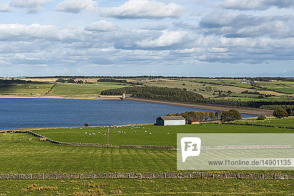 Derwent-Stausee und englische Felder mit Trockensteinmauern und Schafen; County Durham  England