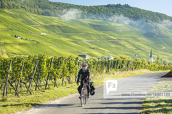 Female cyclist along vineyard bike pathway with rows of grapevines and steep hillside vineyards in the background  near Piesport; Germany