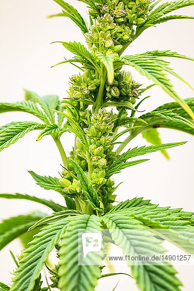 Nahaufnahme einer jungen männlichen Cannabispflanze  Blüte und Samen; Marina  Kalifornien  Vereinigte Staaten von Amerika