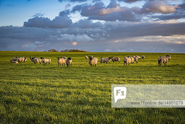 Flock of sheep in a pasture  North Downs Way; Kent  England