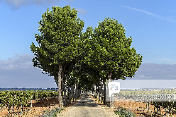 Eine lange  gerade Landstraße  gesäumt von Bäumen  die sich in die Ferne erstrecken  mit Weinbergen auf beiden Seiten; Villarrobledo  Provinz Albacete  Spanien