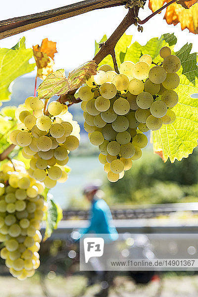 Several clusters of white grapes hanging from a vine with female touring cyclist in the background; Muden  Germany