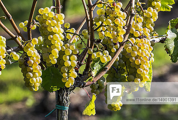 Mehrere weiße Trauben hängen an einem Weinstock  östlich von Cochem; Deutschland