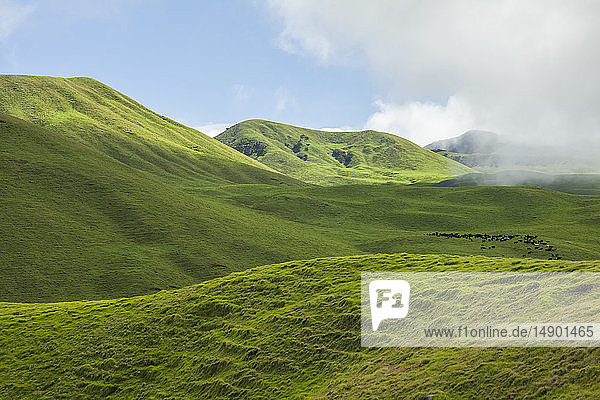 Üppiges grünes Laub auf Schlackenkegeln  Kohala Mountain  mit einer Kuhherde auf der Weide in der Ferne  Parker Ranch auf North Kohala; Insel Hawaii  Hawaii  Vereinigte Staaten von Amerika