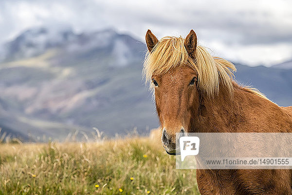 Porträt eines Islandpferdes in der natürlichen Landschaft; Island