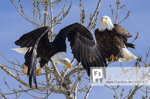 Amerikanische Adler (Haliaeetus leucocephalus) sitzen in einem Baum vor blauem Himmel und schauen nach unten; Fort Collins  Colorado  Vereinigte Staaten von Amerika