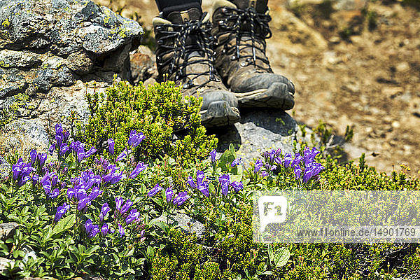 Purple wildflowers along a rocky pathway with hikers boots in the background; British Columbia  Canada