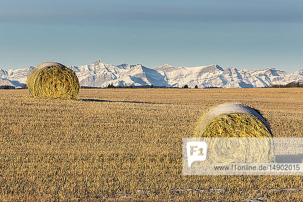 Snow-covered hay bales in a stubble field with snow-covered mountains in the background with blue sky  West of Calgary; Alberta  Canada