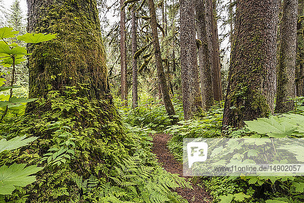 Pfad durch einen alten Wald  Tongass National Forest; Alaska  Vereinigte Staaten von Amerika