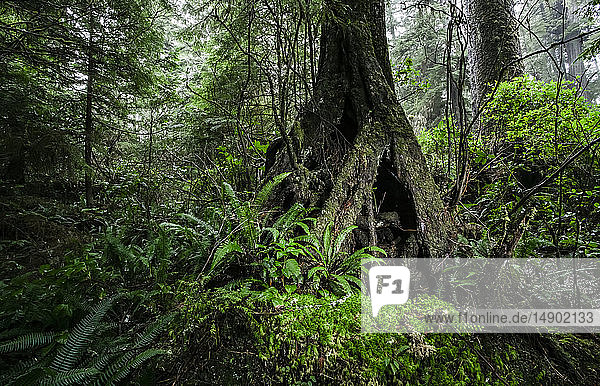 Regenwald auf dem Wild Pacific Trail; Ucluelet  British Columbia  Kanada