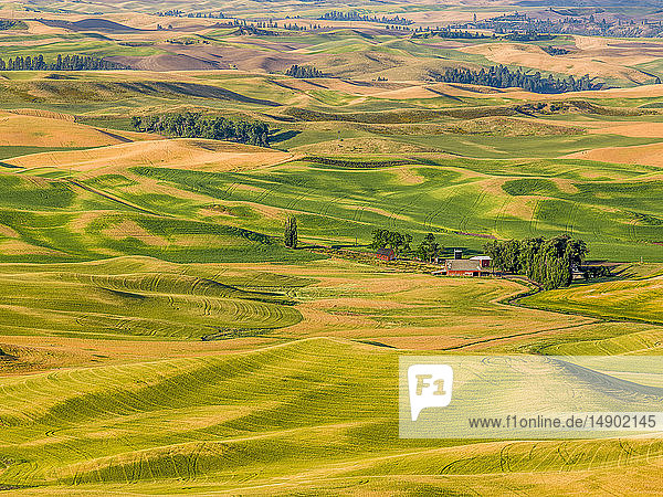 Wheat fields on rolling hills with a barn in the centre of the image; Palouse  Washington  United States of America